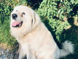 Chien de Montagne des Pyrénées disponible pour saillie