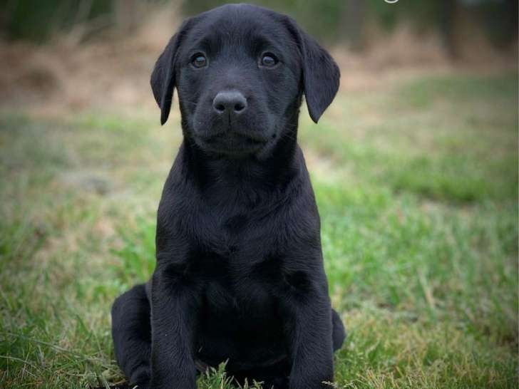 Disponible immédiatement, femelle adulte Labrador Retriever, LOF, couleur noire