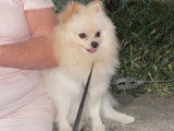 De type Spitz Allemand disponible pour saillie