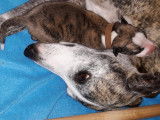 Chiots Whippet LOF à vendre