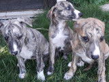 Chiots Whippet LOF à vendre