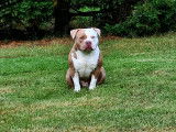 American Bully disponible pour saillie