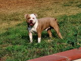 American Bully disponible pour saillie
