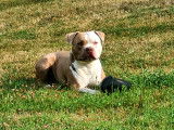American Bully disponible pour saillie