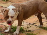 American Bully disponible pour saillie