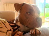 American Bully disponible pour saillie