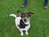 Mâle Jack Russel Terrier non-LOF tricolore à placer