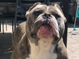 American Bully Muscletones pour saillie