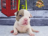 Chiots Américain Bully micro pocket à vendre