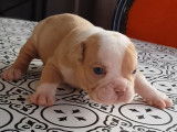 Chiots Américain Bully micro pocket à vendre