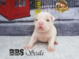 Chiots Américain Bully micro pocket à vendre