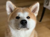 Akita Inu LOF roux et blanc pour saillie