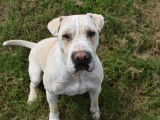 Mâle adulte de type Shar Pei 5 ans robe blanche cherche famille