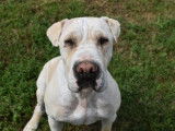 Mâle adulte de type Shar Pei 5 ans robe blanche cherche famille
