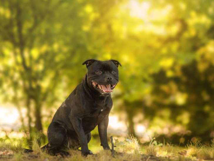 Magnifique Staffordshire Bull Terrier LOF noir pour saillie