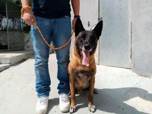Mâle adulte d'apparence Berger Belge Malinois robe fauve 7 ans à adopter
