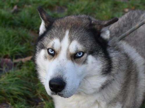 Mâle adulte de type Husky Sibérien 6 ans robe grise et blanche à adopter