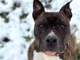 Mâle adulte de type American Staffordshire robe chocolat 10 ans à adopter