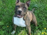 Mâle adulte de type American Staffordshire robe chocolat 10 ans à adopter