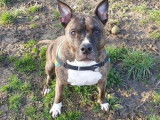 Mâle adulte de type American Staffordshire robe chocolat 10 ans à adopter