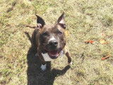 Mâle adulte de type American Staffordshire robe chocolat 10 ans à adopter