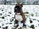 Mâle adulte de type American Staffordshire robe chocolat 10 ans à adopter