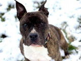 Mâle adulte de type American Staffordshire robe chocolat 10 ans à adopter