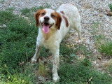 Mâle adulte de type Épagneul Breton robe bicolore 8 ans 1/2 à adopter