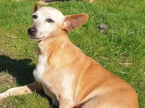Chienne fauve de 10 ans à placer