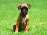 Chiots Boxer à vendre (mâles et femelles)