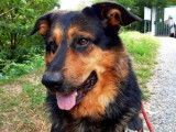 Mâle Beauceron non-LOF à placer