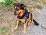 Mâle Beauceron non-LOF à placer