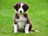 Chiots Border Collie à vendre