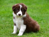 Chiots Border Collie à vendre