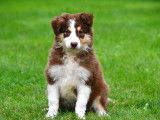 Chiots Border Collie à vendre