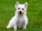 Chiots West Highland White Terrier &agrave; vendre