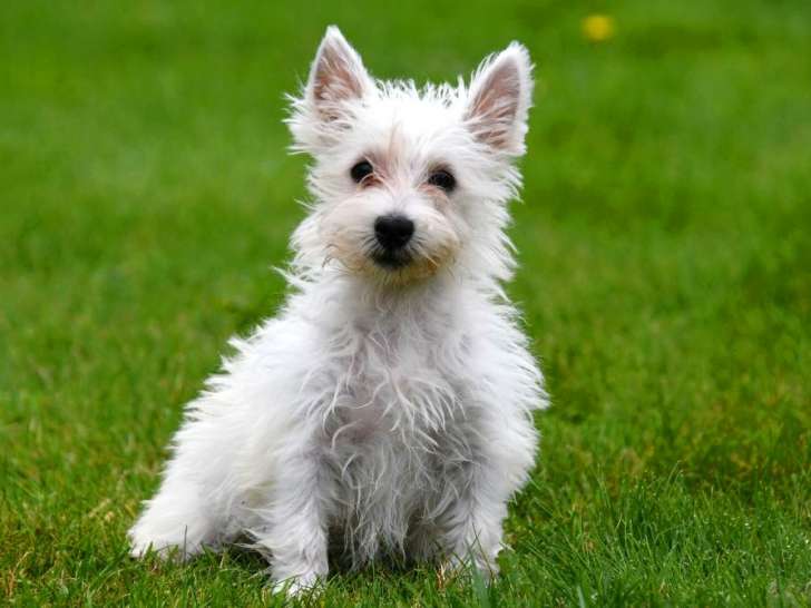 Chiots West Highland White Terrier à vendre