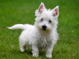 Chiots West Highland White Terrier &agrave; vendre