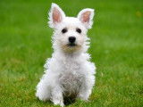 Chiots West Highland White Terrier &agrave; vendre