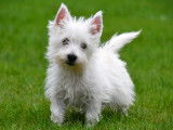 Chiots West Highland White Terrier &agrave; vendre