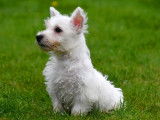 Chiots West Highland White Terrier &agrave; vendre