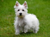 Chiots West Highland White Terrier &agrave; vendre