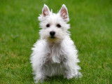 Chiots West Highland White Terrier &agrave; vendre