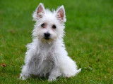 Chiots West Highland White Terrier &agrave; vendre