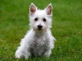 Chiots West Highland White Terrier &agrave; vendre