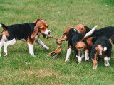 Chiots Beagle &agrave; vendre