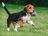 Chiots Beagle &agrave; vendre