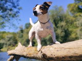 Jack Russell LOF pour saillie
