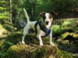 Jack Russell LOF pour saillie