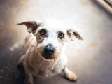 Petites Annonces Berger des Pyrénées : adoption, vente, don 